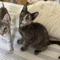 Thumbnail photo of Saari - Adopt Me With My Pretty Sister Bo! #2