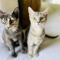 Thumbnail photo of Saari - Adopt Me With My Pretty Sister Bo! #3