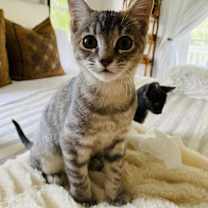 Thumbnail photo of Saari - Adopt Me With My Pretty Sister Bo! #4