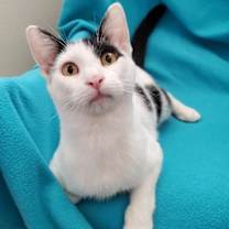 Thumbnail photo of Alfie - A Bottle-Fed Cow Kitty #1