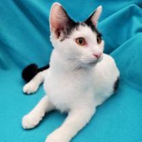 Thumbnail photo of Alfie - A Bottle-Fed Cow Kitty #2