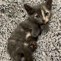 Thumbnail photo of Spooki Adopt Me With My Sister Boo! #4