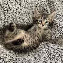 Thumbnail photo of Bartholomew - Adopt With My Best Friend Playmate #1