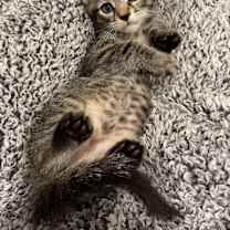 Thumbnail photo of Bartholomew - Adopt With My Best Friend Playmate #2