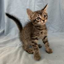 Thumbnail photo of Bartholomew - Adopt With My Best Friend Playmate #3