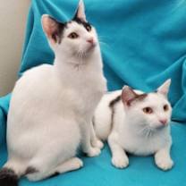 Thumbnail photo of Bottle-Fed Bonded Brothers Alfie & Andy #1
