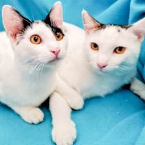 Thumbnail photo of Bottle-Fed Bonded Brothers Alfie & Andy #2