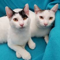 Thumbnail photo of Bottle-Fed Bonded Brothers Alfie & Andy #3