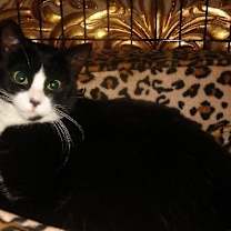 Thumbnail photo of Sabina #2