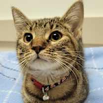 Thumbnail photo of Iris Lakeside #2