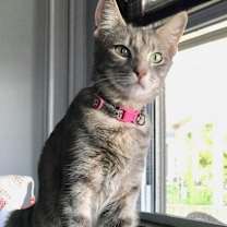 Thumbnail photo of Chloe #1