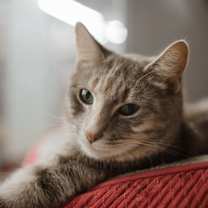 Thumbnail photo of Chloe #2