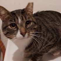 Thumbnail photo of BOOTS #2