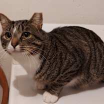 Thumbnail photo of BOOTS #3