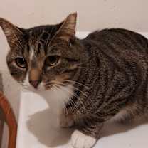 Thumbnail photo of BOOTS #4