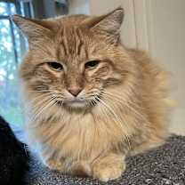 Thumbnail photo of Shredder #1