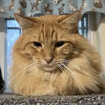 Thumbnail photo of Shredder #3