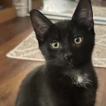 Thumbnail photo of SUNNY #2