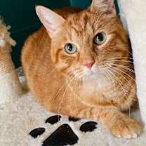 Thumbnail photo of Mack #3