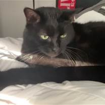 Thumbnail photo of KIPPER (COURTESY POST) #2