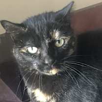 Thumbnail photo of Midnight #1