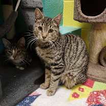 Thumbnail photo of Blue Jay #2