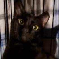 Thumbnail photo of Marshmallow & Scout #2