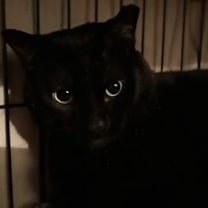 Thumbnail photo of Marshmallow & Scout #4