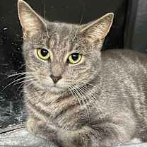 Thumbnail photo of Cleo #2