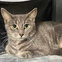 Thumbnail photo of Cleo #3