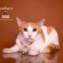 Thumbnail photo of BANKURO #1
