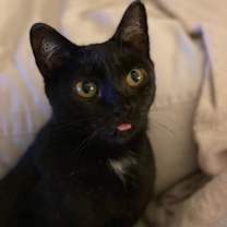 Thumbnail photo of Miss Mew #1