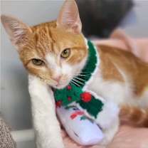 Thumbnail photo of SCOUT #2