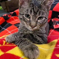 Thumbnail photo of Onyx #1