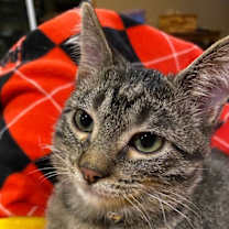 Thumbnail photo of Onyx #2