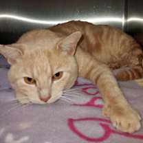 Thumbnail photo of HEMI II #1