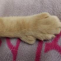 Thumbnail photo of HEMI II #2