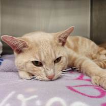 Thumbnail photo of HEMI II #3