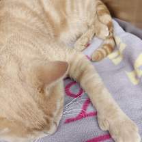 Thumbnail photo of HEMI II #4