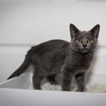 Thumbnail photo of Blue #2