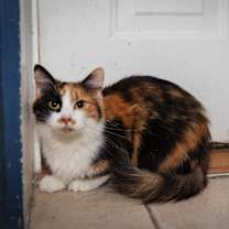 Thumbnail photo of Mittens #2