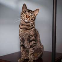 Thumbnail photo of Azazel #1