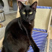 Thumbnail photo of SAGE #1