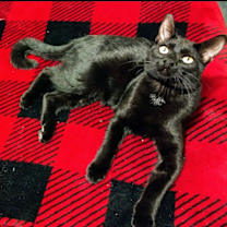 Thumbnail photo of Magic #3