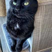 Thumbnail photo of C195 Litter Packzi, mom #2