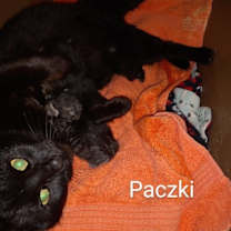 Thumbnail photo of C195 Litter Packzi, mom #3