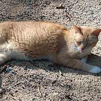 Thumbnail photo of Wren #2