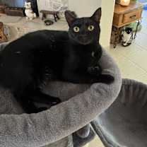 Thumbnail photo of Tatum #1
