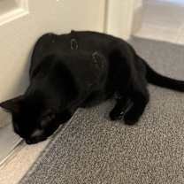 Thumbnail photo of Tatum #3