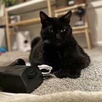 Thumbnail photo of Shadow #1
